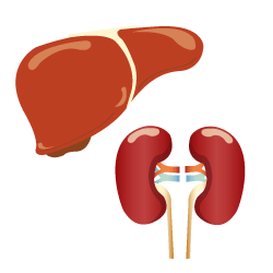Liver and Kidneys